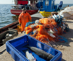 Kussfeld  Polen  Teil des Fangs eines Fischers am Hafen