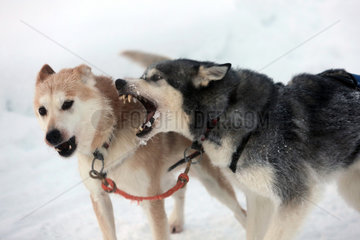 Aekaeskero  Finnland  Siberian Huskies fletschen die Zaehne