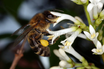 Berlin  Deutschland  Biene sammelt Pollen aus einer weissen Bluete