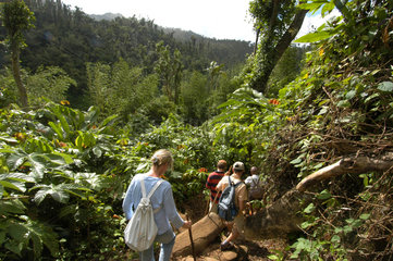 St. Georges  Grenada  Reisegruppe auf Wanderung durch den tropischen Dschungel