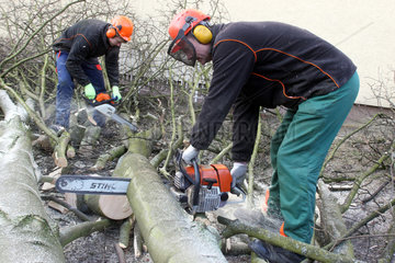 Hamm  Deutschland  Baumpfleger faellt einen Baum
