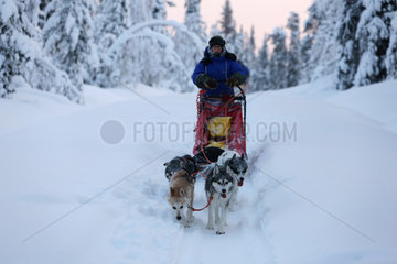 Aekaeskero  Finnland  Frau macht eine Fahrt auf einem Hundeschlitten