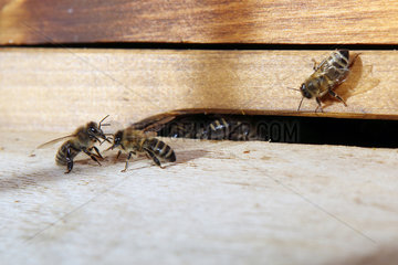 Berlin  Deutschland  Honigbienen sitzen vor dem Einflugloch einer Bienenbeute