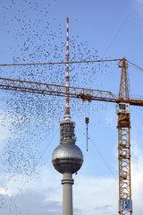 Berlin  Vogelschwarm  Baukran und der Fernsehturm