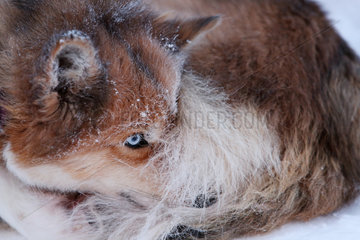 Aekaeskero  Finnland  Siberian Husky liegt eingerollt im Schnee