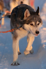 Aekaeskero  Finnland  Siberian Husky in einem Hundeschlittengespann