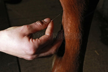 Neuenhagen  Deutschland  Akupunkturnadel wird an einem Pferdebein gesetzt