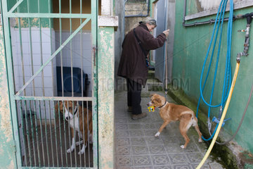 Barcelona  Spanien  das Tierheim  eine freiwillige Mitarbeiterin hilft bei den Hunden