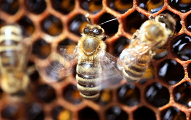 Neuenhagen  Deutschland  Bienen auf gefuellten Honigwaben