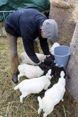 Neu Kaetwin  Deutschland  Landwirt hilft jungen Dorperschafen beim Trinken von Milch aus einem Saugeimer