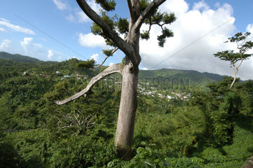 St. Georges  Grenada  Wanderung durch den tropischen Dschungel