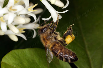 Berlin  Deutschland  Biene sammelt Pollen aus einer weissen Bluete