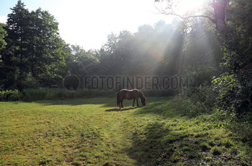 Schwerin  Deutschland  Pony grast im Streiflicht auf einer Waldlichtung
