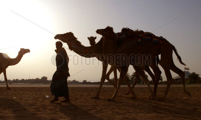 Kamele im Gegenlicht in der Wueste von Dubai