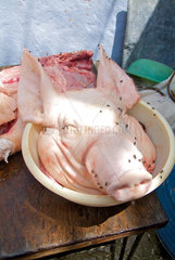 Havanna  Kuba  private Schweineschlachtung in San Miguel