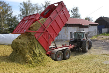 Hamm  Deutschland  Maissilage fuer die Biogasproduktion