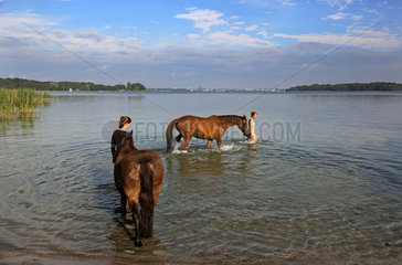 Schwerin  Deutschland  junge Frauen fuehren ihre Pferde in den Schweriner See hinein