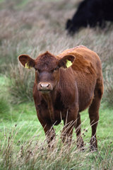 Amrum  Kuh auf der Weide