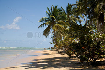 Las Terrenas  Dominikanische Republik  der Palmenstrand der Laguna Manca
