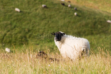 Gager  Deutschland  Schafe weiden auf den Wiesen des Biosphaerenreservat Suedost-Ruegen