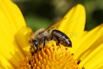 Berlin  Deutschland  Biene sammelt Nektar auf einer Sonnenblume