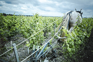 Horse pulling plow in vineyard