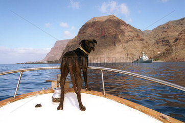 Hund auf dem Vordeck eines Bootes auf Gomera