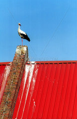 Ein Storch auf einem roten Dach