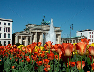 Berlin  Brandenburger Tor und Tulpen