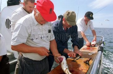 Angler beim Ausnehmen der Fische  Ostsee  Deutschland