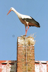 Ein Storch auf einem Dach