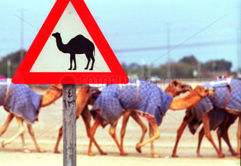 Kamele beim Ueberqueren einer Strasse  Dubai  Vereinigte Arabische Emirate