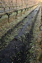 Grapevines in winter