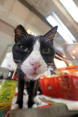 Hong Kong  China  Katze auf einem Wochenmarkt