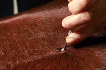 Neuenhagen  Deutschland  Detailaufnahme  Arbeit mit einem Akupressurstift am Pferd