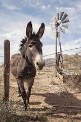 Donkey looking over wire fence