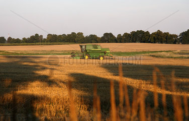 Wojnowko  Polen  Maehdrescher bei der Getreideernte