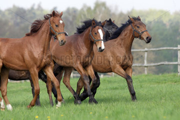 Goerlsdorf  Pferde in Bewegung auf der Weide