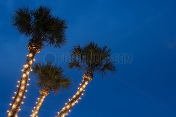 Palm trees decorated with Christmas lights