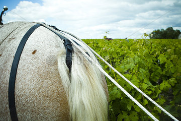 Horse plowing in vineyard