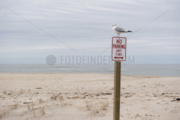 Gull perched on no parking sign on deserted beach