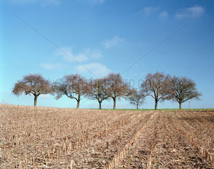 Herbstlandschaft mit abgeerntetem Maisfeld und Baeumen