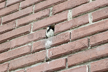 Bird perching in hole in brick wall