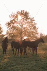 Pferde auf der Koppel im Morgenlicht