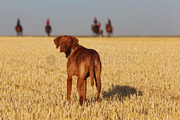 Ingelheim  Deutschland  Ungarischer Vorstehhund (Magyar Vizsla Kurzhaar) schaut sich um