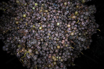 Grapes for wine making