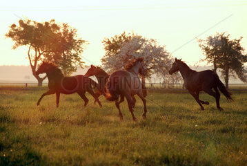 Graditz  Deutschland  Pferde am Morgen auf der Weide im Galopp