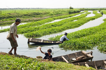 Phnom Penh  Kambodscha  Arbeiter auf einer Wasserspinatplantage