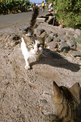 Strassenkatzen auf La Gomera