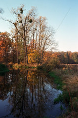 Herbstpanorama in einem Park nahe Breslau (Wroclaw)  Polen